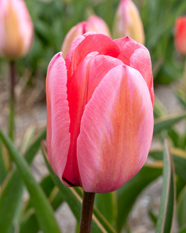X 100 TULIPA DESIGN IMPRESSION
