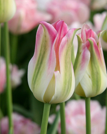X 100 TULIPA ELEGANT LADY