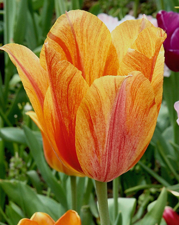 X 100 TULIPA EL NINO