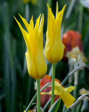 X 100 TULIPA FLASHBACK