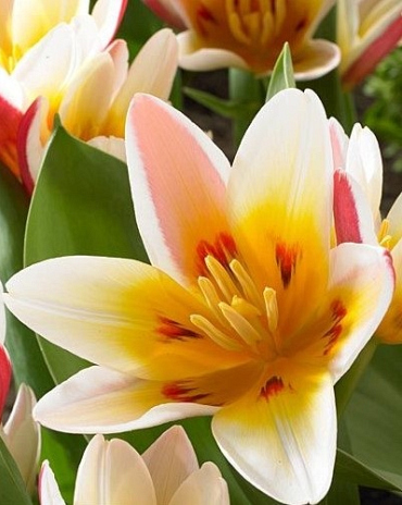 X 100 TULIPA FLORESTA