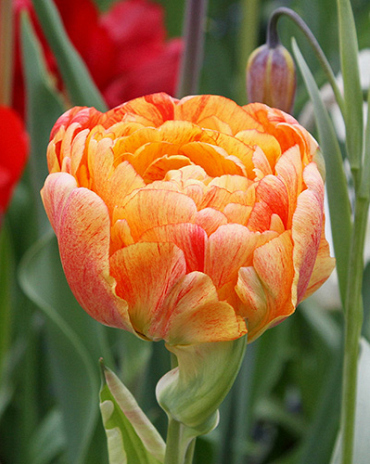 X 100 TULIPA GUDOSHNIK DOUBLE