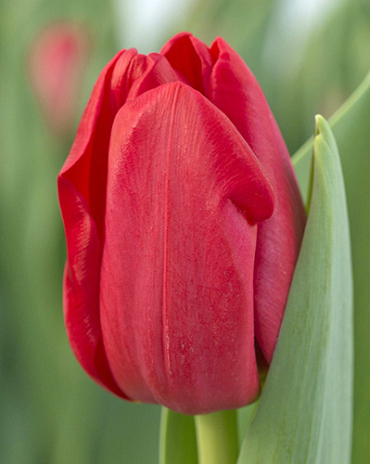 X 100 TULIPA HEARTBREAKER