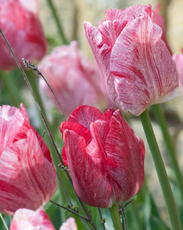 X 100 TULIPA HEMISPHERE