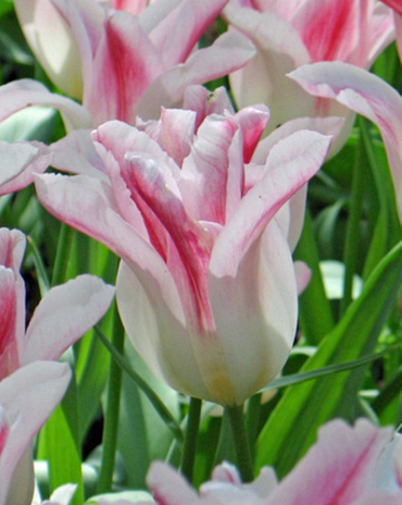 X 100 TULIPA HOLLAND CHIC