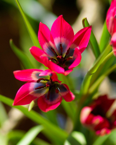 X 100 TULIPA LITTLE BEAUTY
