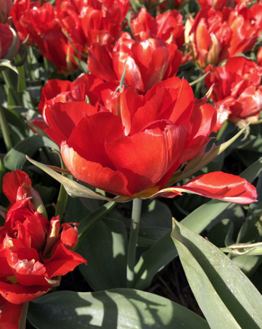 X 100 TULIPA LOVE VALLEY
