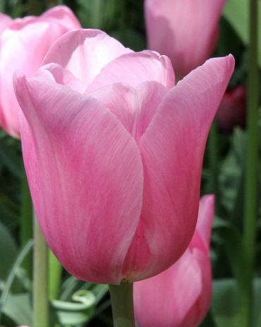 X 100 TULIPA MISTRESS