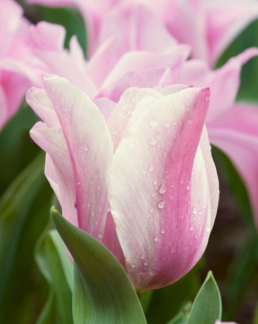 X 100 TULIPA MISTRESS MYSTIC