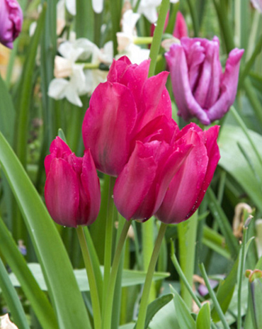 X 100 TULIPA NIGHT CLUB