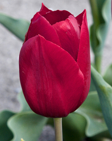 X 100 TULIPA PALLADA