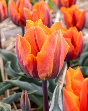 X 100 TULIPA PRINSES IRENE