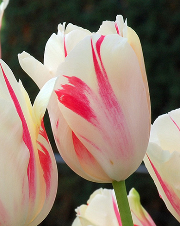 X 100 TULIPA SORBET
