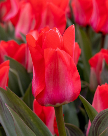 X 100 TULIPA TRAUTTMANSDORFF