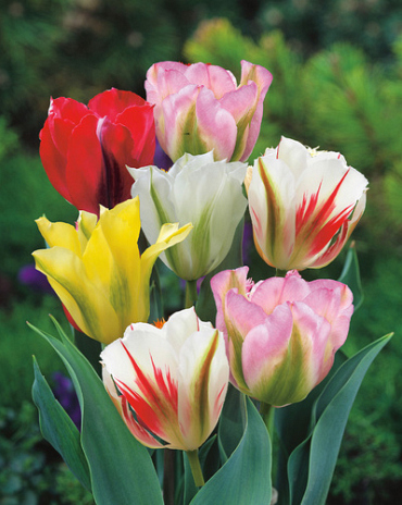 X 100 TULIPA VIRIDIFLORA MIX