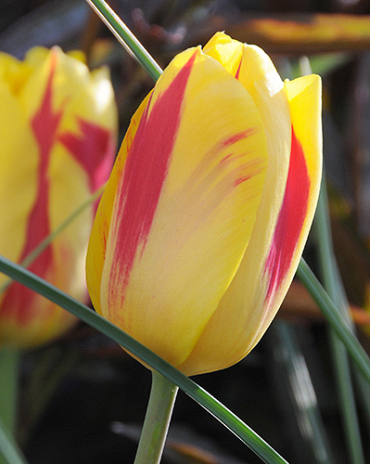 X 100 TULIPA WASHINGTON