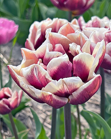 X 100 TULIPA WYNDHAM