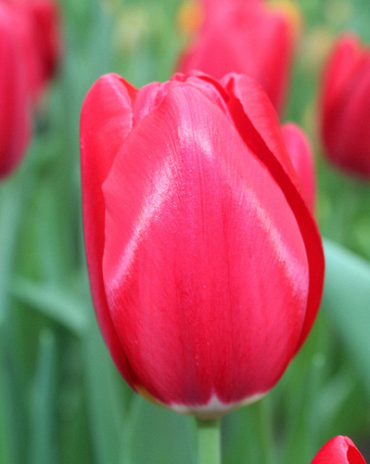 X 100 TULIPA YOSEMITE