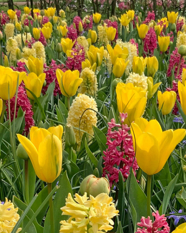 X 100 YELLOW FRESH AND A TOUCH OF PINK