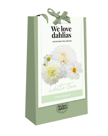 X 1 TAS 4 DAHLIA 'WE LOVE DAHLIAS' WHITE LOVE