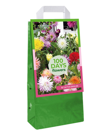 X 1 TAS 5 DAHLIA CACTUS MIX