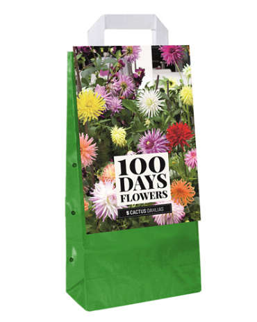 X 1 TAS 5 DAHLIA CACTUS MIX