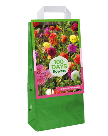 X 1 TAS 5 DAHLIA POMPON MIX