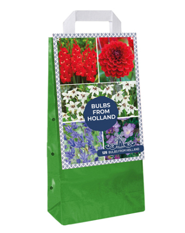 X 1 TAS 125 BULBS FROM HOLLAND VJ