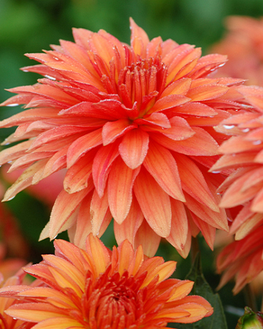 X 10 DAHLIA AUTUMN FAIRY