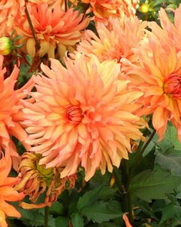 X 10 DAHLIA AUTUMN FAIRY