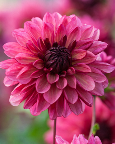 X 10 DAHLIA BACARDI