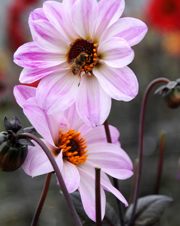 X 10 DAHLIA BISHOP OF LEICESTER