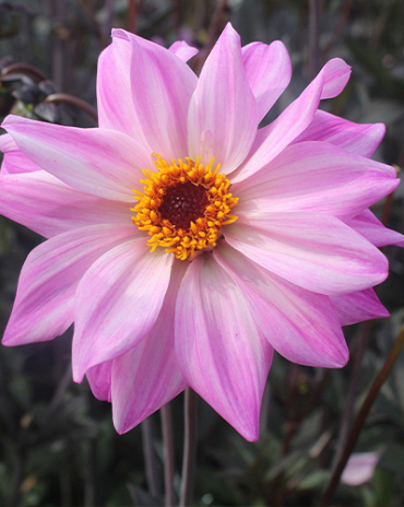 X 10 DAHLIA BISHOP OF LEICESTER