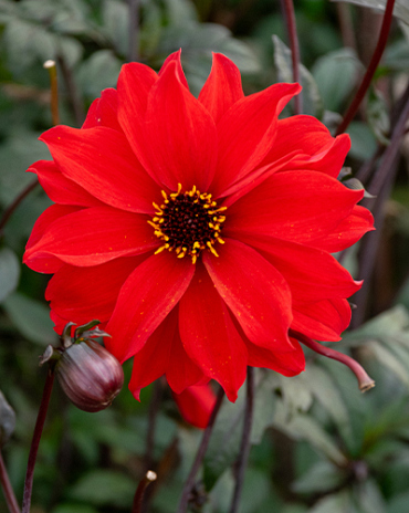 X 10 DAHLIA BISHOP OF LLANDAFF
