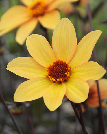 X 10 DAHLIA BISHOP OF YORK
