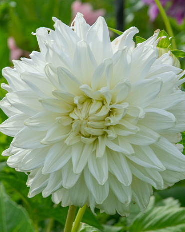 X 10 DAHLIA BULL'S PRIDE