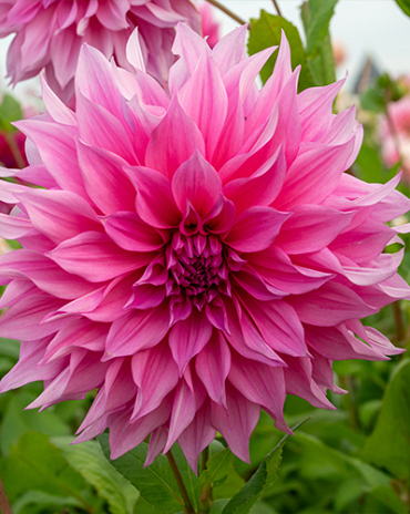 X 10 DAHLIA CAFE AU LAIT ROSE