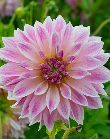 X 10 DAHLIA CAFE AU LAIT ROYAL