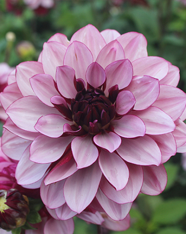 X 10 DAHLIA CREME DE CASSIS