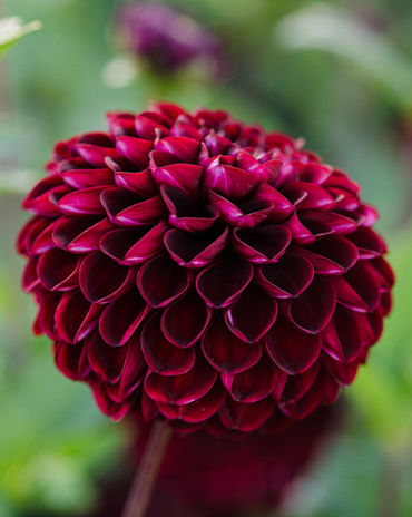 X 10 DAHLIA DARK SPIRIT
