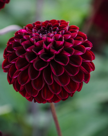 X 10 DAHLIA DARK SPIRIT