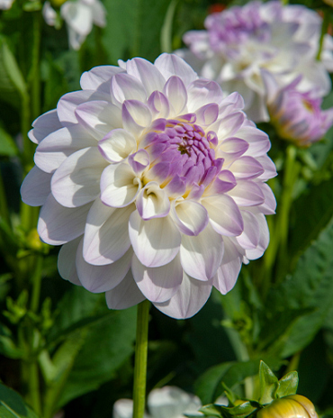 X 10 DAHLIA EVELINE