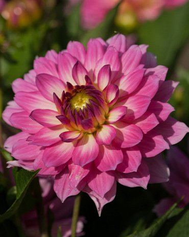 X 10 DAHLIA GALLERY BELLINI