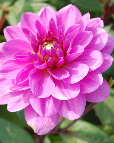 X 10 DAHLIA LAVENDER PERFECTION