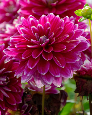 X 10 DAHLIA MALDINI