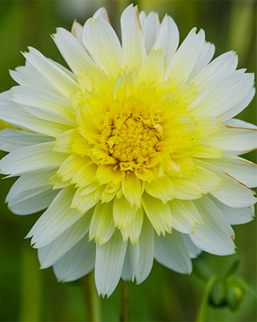 X 10 DAHLIA PASO DOBLE