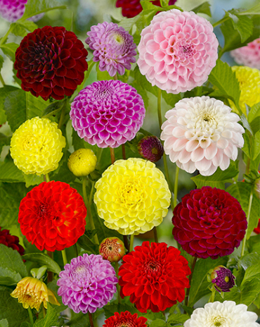 X 10 DAHLIA POMPON MIX