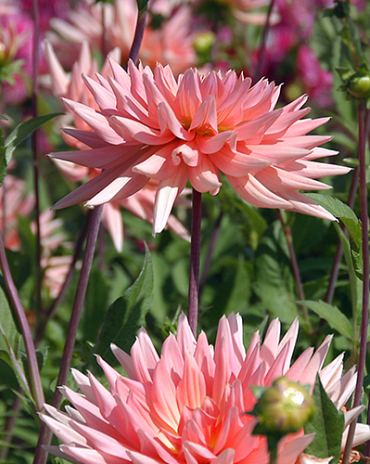 X 10 DAHLIA PREFERENCE