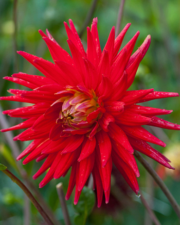 X 10 DAHLIA RED PIGMY