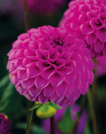 X 10 DAHLIA ROCCO